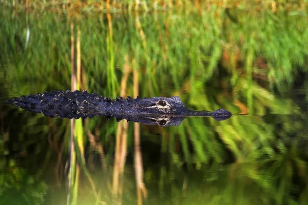 Amerikai aligátor az Everglades — Stock Fotó