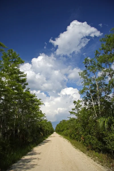 Escenic Big Cypress Back Road — Foto de Stock
