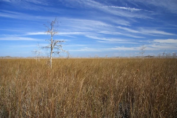 Everglades malowniczy krajobraz — Zdjęcie stockowe
