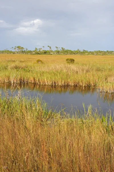 Paysage des Everglades panoramiques — Photo