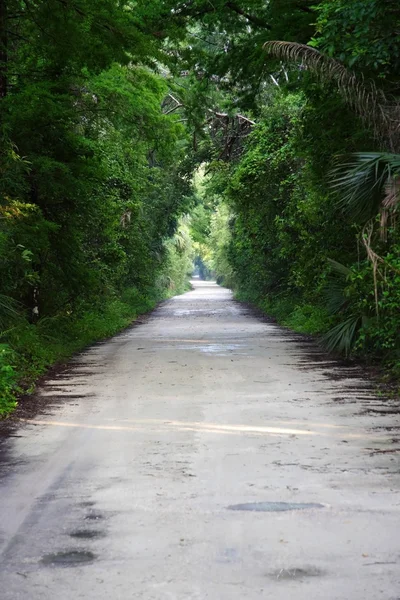 Fakahatchee Strand Preserve State Park — Stock Photo, Image