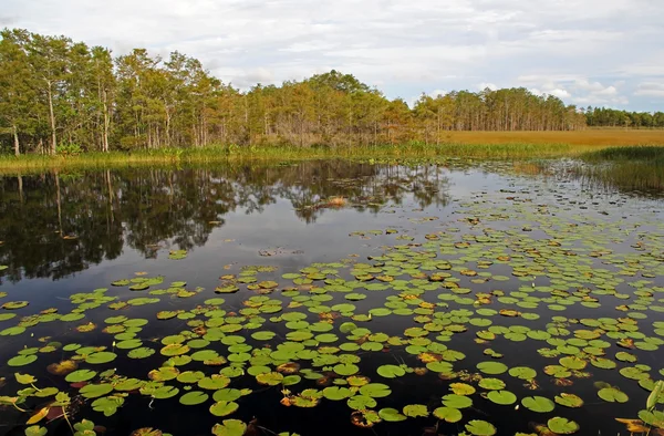 Schilderachtige Everglades Lanscape — Stockfoto