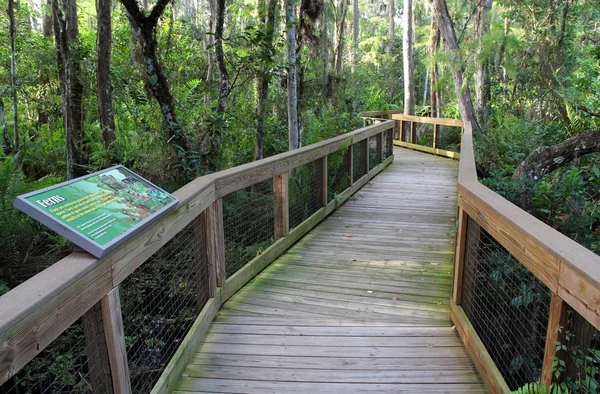 Cypress Swamp Boardwalk — Stock Photo, Image