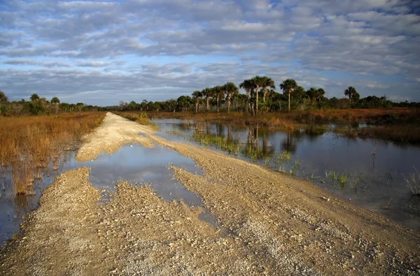 Picayune strand Staatswald — Stockfoto