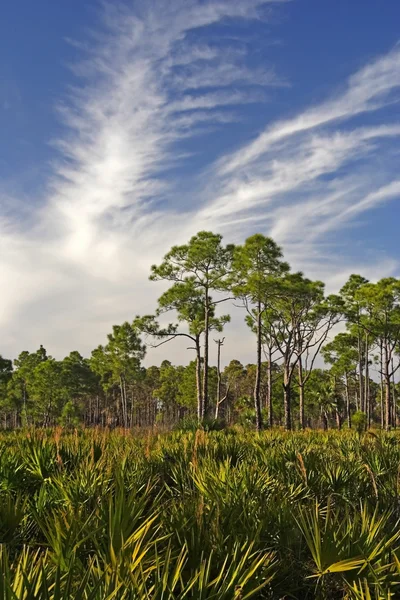 Sul da Flórida Wilderness — Fotografia de Stock