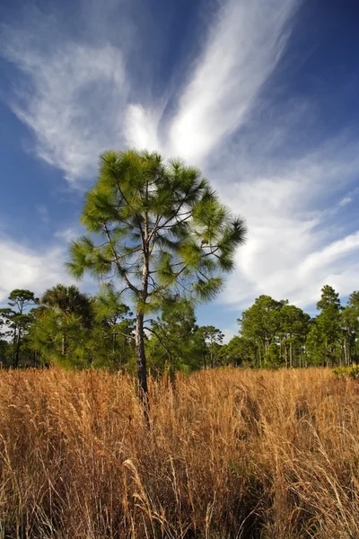 Südflorida-Landschaft — Stockfoto