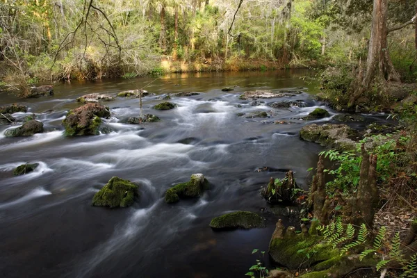 Rapids along the Hillsborough River — Stock Photo, Image