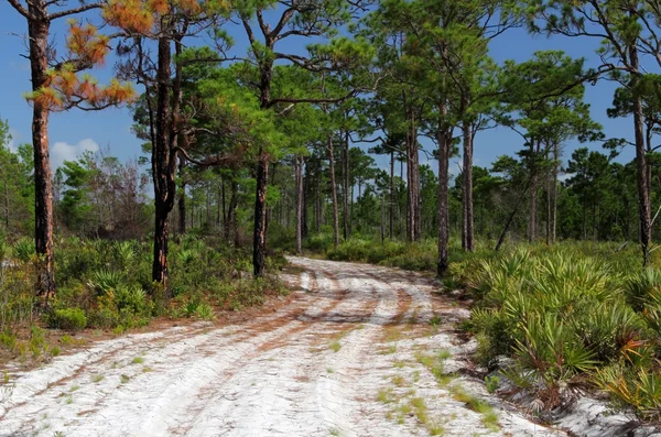 Florida stigen — Stockfoto