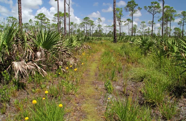 Södra Florida Fotvandring — Stockfoto