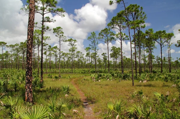 Le sentier de Floride — Photo