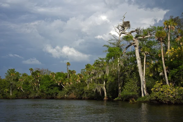 Osprey yuva ile Loxahatchee nehir — Stok fotoğraf