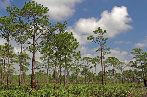 Südflorida-Pinelands — Stockfoto