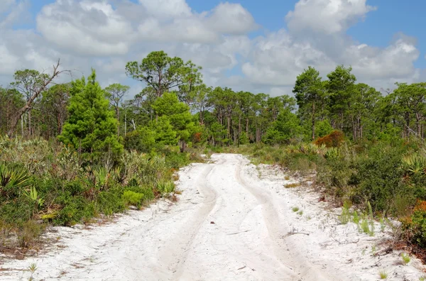 Hiking Trail Florida — Stok fotoğraf