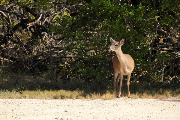 National Key Deer Refuge