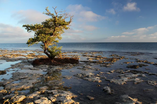 Rocky Keys Coastline — Stock Photo, Image