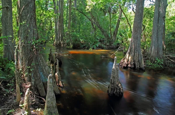 Scenic Loxahatchee řeka — Stock fotografie