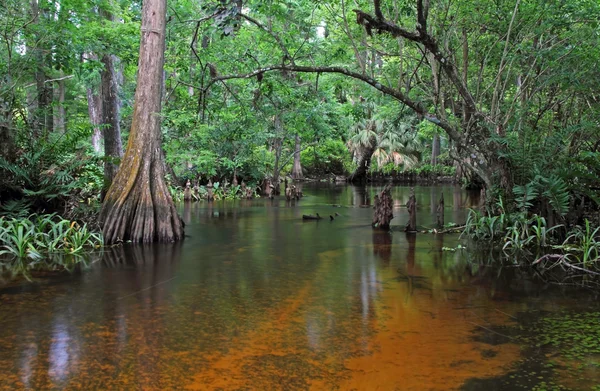 Doğal Loxahatchee Nehri