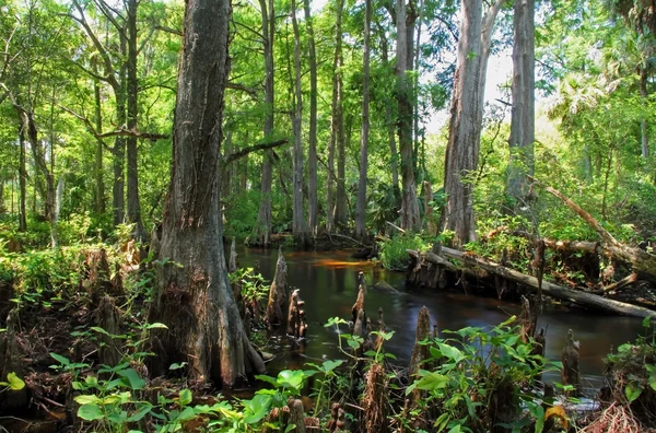 Scenic Loxahatchee River