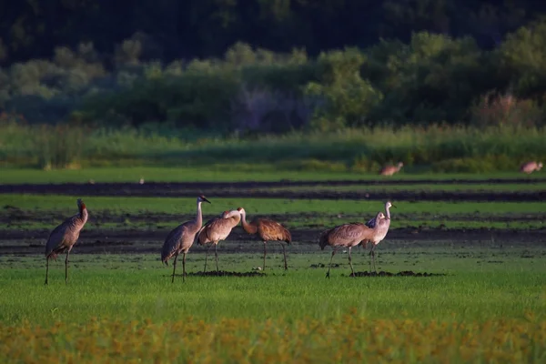 Myakka River State Park — Stockfoto