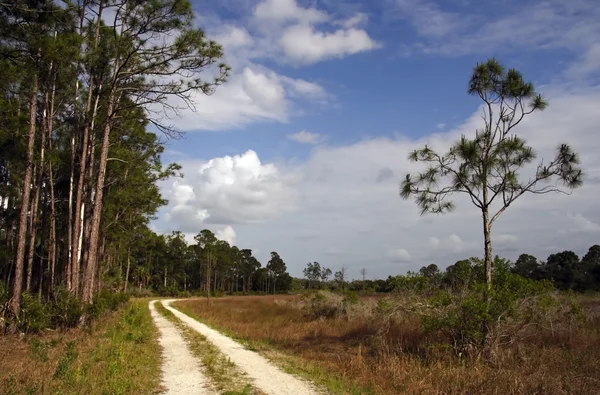 Forêt d'État du marécage Okaloacoochee , — Photo