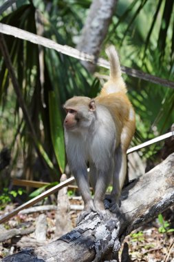 Vahşi al yanaklı maymun