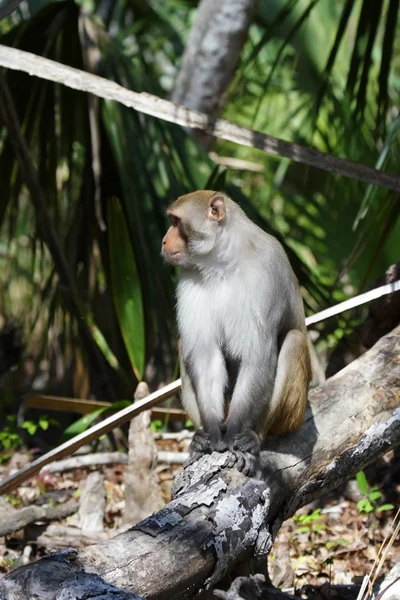 Vild Rhesus Abe - Stock-foto