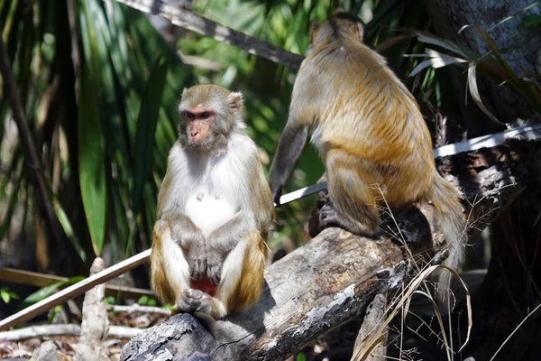 Vilde Rhesus aber - Stock-foto