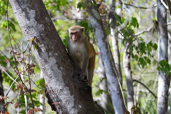 Macaco Rhesus selvagem — Fotografia de Stock