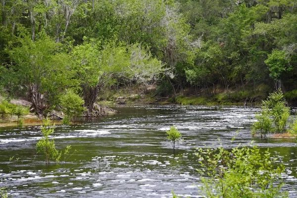 Parque Estatal del Río Suwannee — Foto de Stock