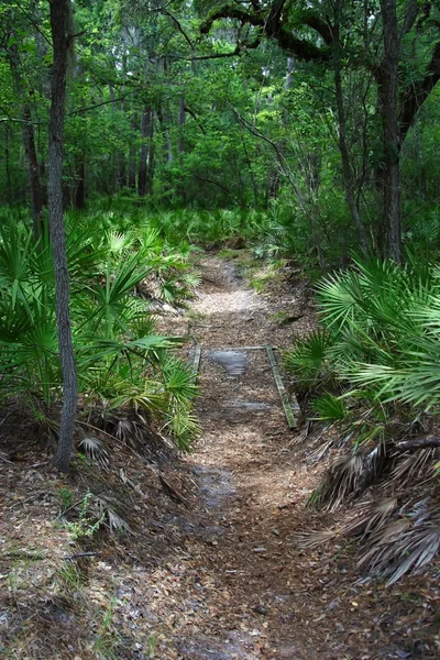 Suwanee Sentier de randonnée — Photo