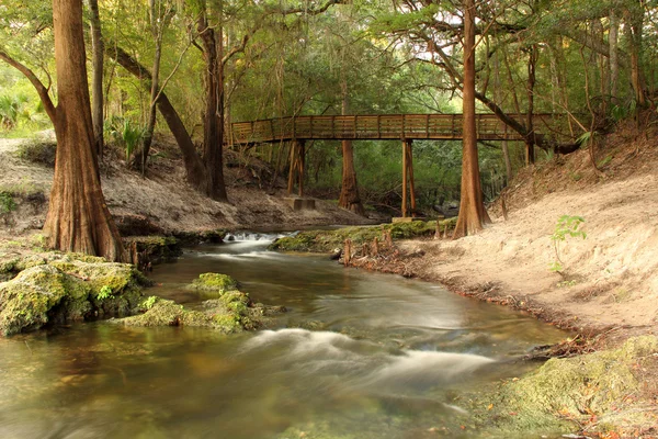 Suwannee річка State Park — стокове фото