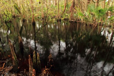 Doğal Kitching Creek