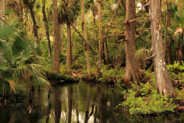 Doğal Kitching Creek
