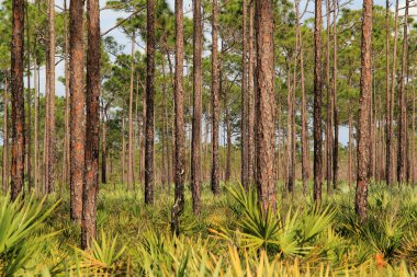 Güney Florida Pinelands