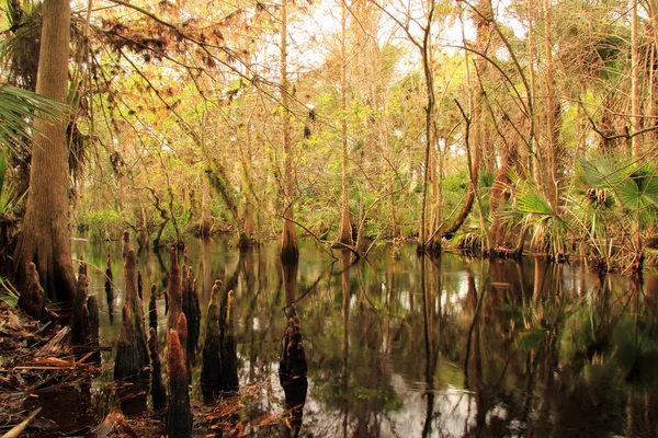 Мальовничі Kitching Creek — стокове фото