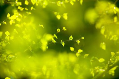 Huş ağacı dalları