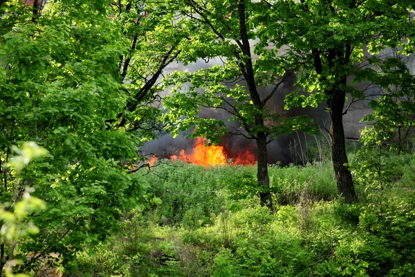 Incendio en bosque de verano — Foto de Stock