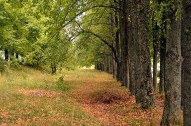 Ağaçların altındaki orman yolu.