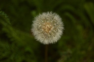 Olgun karahindiba yakın plan.