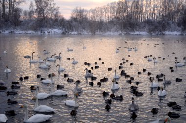 Kuğu Gölü üzerinde gün batımı