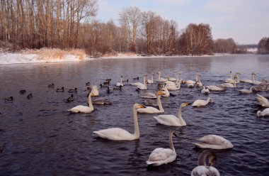 Kışın kuğular ve ördekler gölde yüzer.
