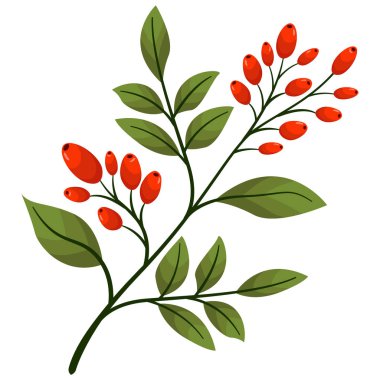 Barberry şubesi; vektör illüstrasyonu. 