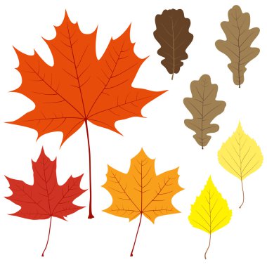 sekiz vektör yaprak tasarımınız için set