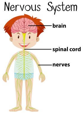 Nervous system in human body clipart