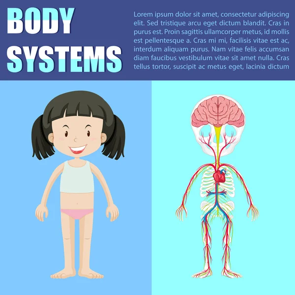 Diagrama del sistema corporal de la niña — Vector de stock