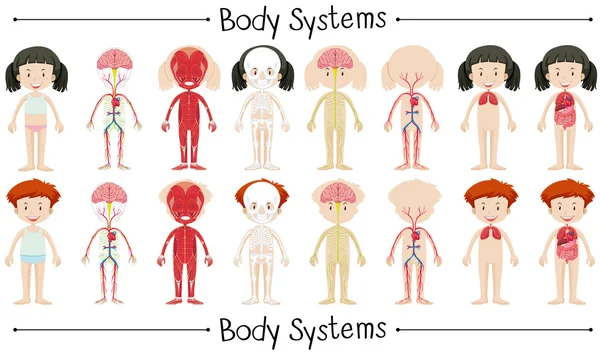 Lichaamssysteem van jongen en meisje — Stockvector