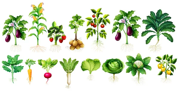 Muitos tipos de vegetais com folhas e raízes — Vetor de Stock