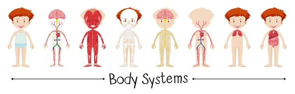 Body system of boy — Stock Vector