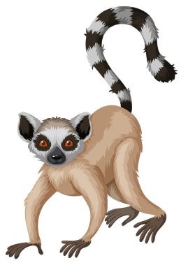 Meerkat uzun kuyruk ile