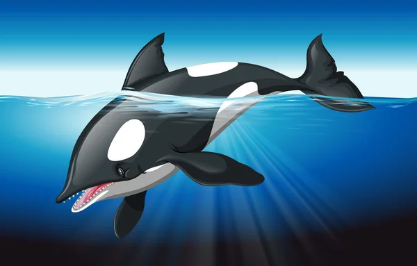 Ballena asesina nadando en el océano — Vector de stock